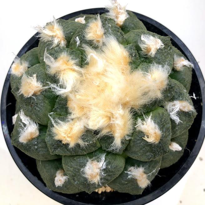 希少 アリオカルプス 連玉ゴ 国内繁殖栽培苗 実 鉢ごと サボテン