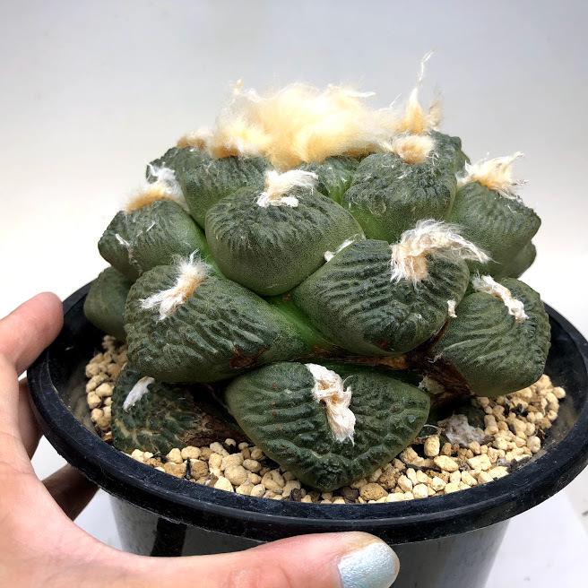 サボテン：アリオカルプス 連山 自根*幅15cm 現品！一品限り : 遊恵