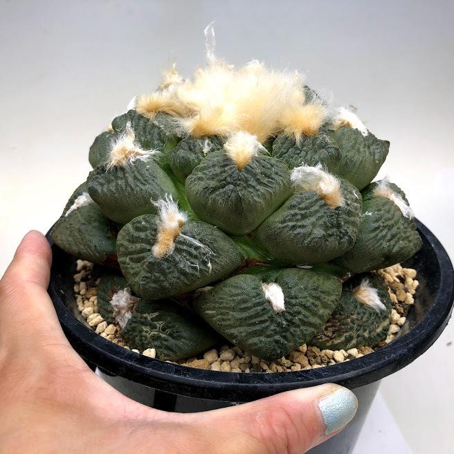 サボテン：アリオカルプス 連山 自根*幅15cm 現品！一品限り : 遊恵