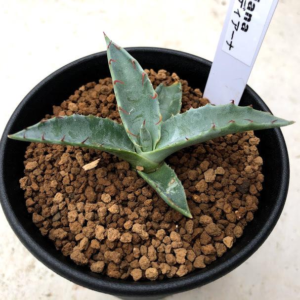 多肉植物 アガベ ハバディアーナ S 幅6ｃｍ Sv 遊恵盆栽 Yahoo 店 通販 Yahoo ショッピング