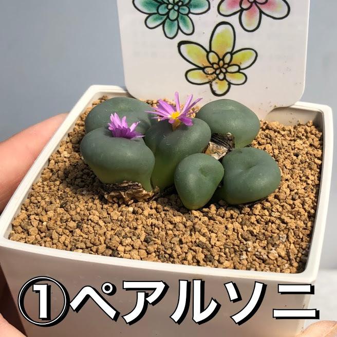 多肉植物：ころころコノフィツム*品種お選びください : 遊恵盆栽 Yahoo