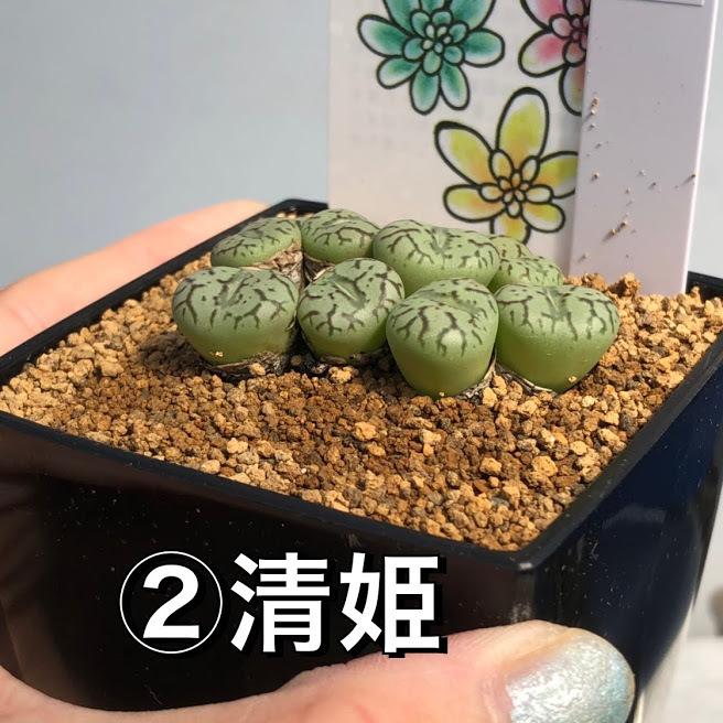 多肉植物：ころころコノフィツム*品種お選びください : 遊恵盆栽 Yahoo