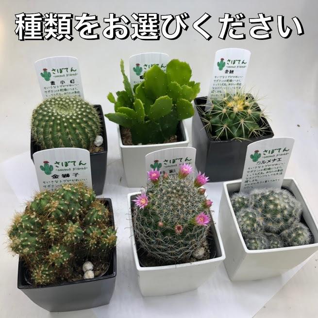 選べる サボテン 品種お選びください S10201v 遊恵盆栽 Yahoo 店 通販 Yahoo ショッピング