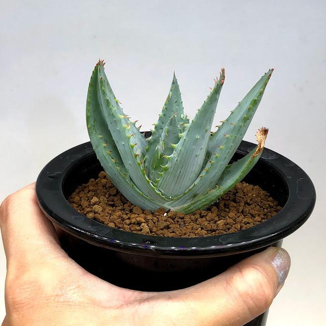 多肉植物：アロエ グラウカ*幅7cm : 遊恵盆栽 Yahoo!店 - 通販