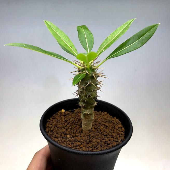 パキポディウム　ラモスム　大株 多肉植物！色々編！ ・ ・ #パキポディウムラモスム パキポディウムの