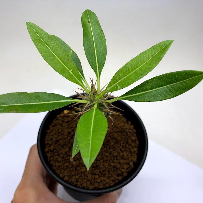 コーデックス：パキポディウム ラメリー v.ラモスム 実生*葉幅10cm