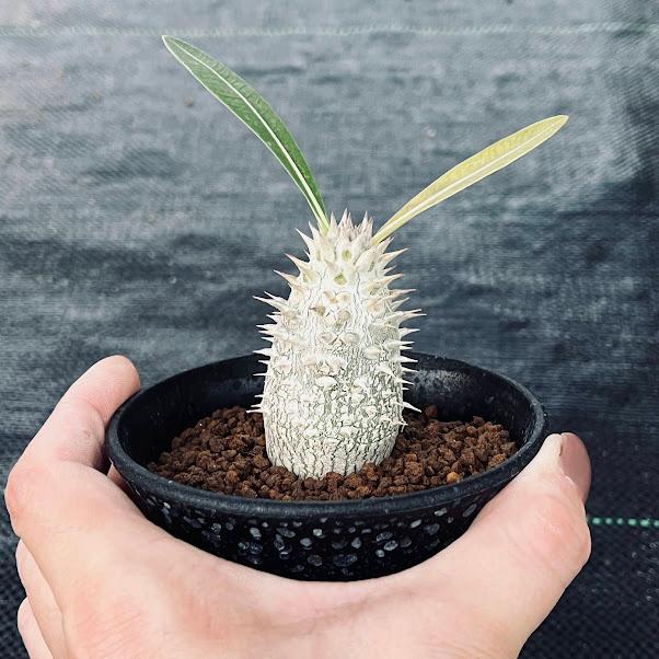 コーデックス：パキポディウム デンシフローラム 実生*塊根幅3cm