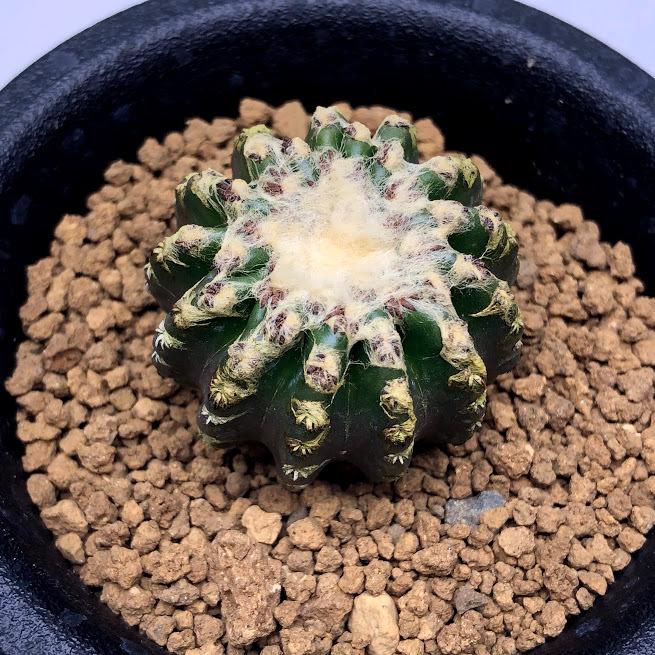 サボテン：ディスコカクタス ホルスティ 実生*幅3cm 現品！一品限り