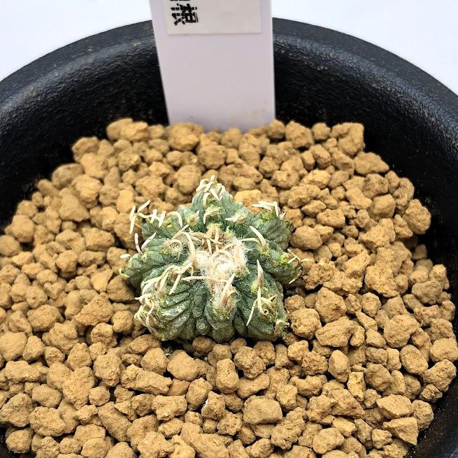 サボテン アズテキウム 花籠 はなかご 実生 幅2ｃｍ 現品 一品限り Sv 遊恵盆栽 Yahoo 店 通販 Yahoo ショッピング