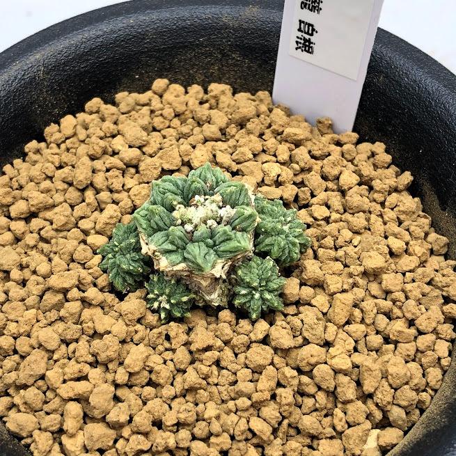 サボテン:アズテキウム 花籠(はなかご)実生*幅3cm 現品 サボテン:アズテキウム 花籠(はなかご)実生*幅3cm 現品