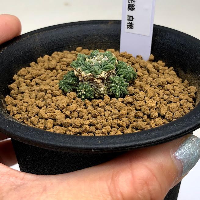 アズテキウム【花籠】サボテン实生 サボテン：アズテキウム 花籠（はなかご）実生*幅3cm 現品