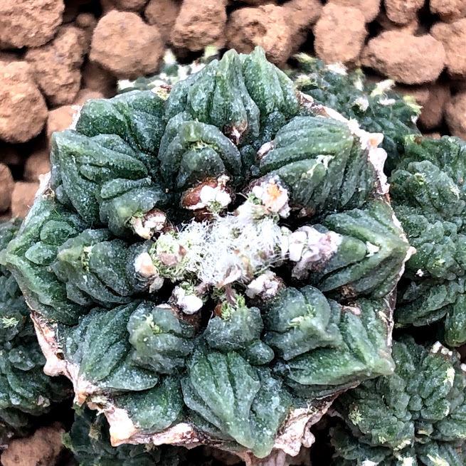 サボテン：アズテキウム 花籠（はなかご）実生*幅3cm 現品 一品限り