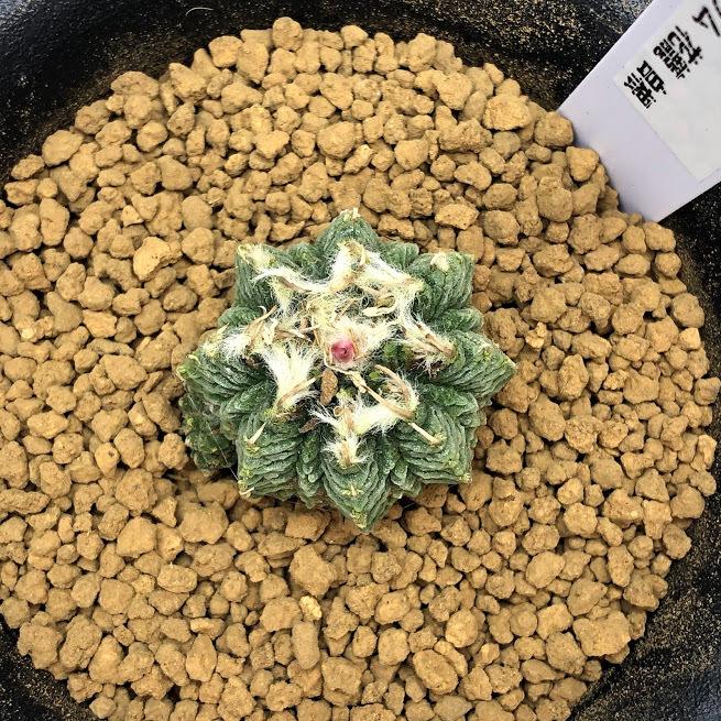 サボテン：アズテキウム 花籠（はなかご）実生*幅3cm 現品 一品限り