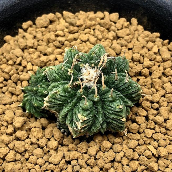 サボテン：アズテキウム 花籠（はなかご）自根*幅3.5ｃｍ　現品　一品限り