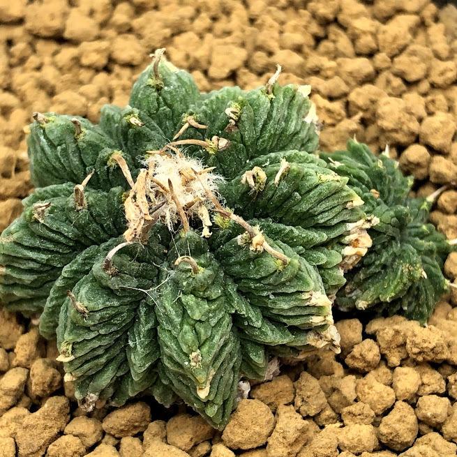 サボテン：アズテキウム 花籠（はなかご）自根*幅3.5ｃｍ　現品　一品限り 5ｃｍ　