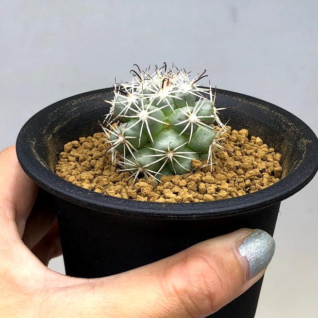 マミラリア 蓬莱宮 群生株 Mammillaria schumannii. マミラリア属 蓬莱宮（刺なし