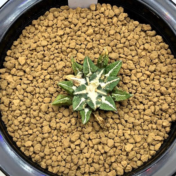 期間限定 半額以下 アリオカルプス属 大疣黒牡丹 5寸 サボテン 多肉植物 希少 最適な価格 Avi Reichental Com