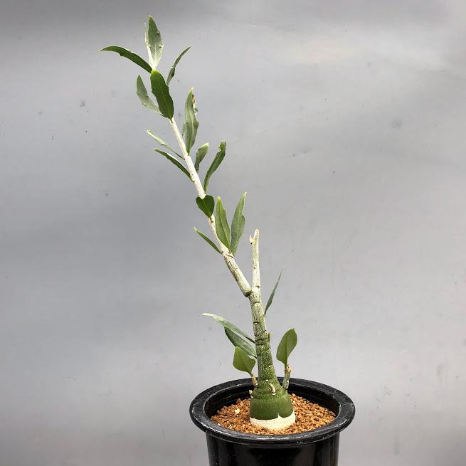 コーデックス:アデニア ペチュエリー 実生*幅3cm 現品 一品 コーデックス:アデニア ペチュエリー 実生*幅3cm 現品 一品