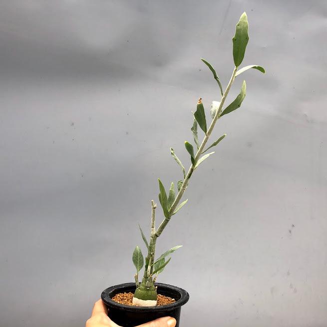 コーデックス：アデニア ペチュエリー 実生*幅3cm 現品 一品限り