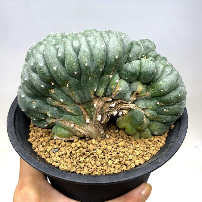【群生美株】ロフォフォラ烏羽玉錦 国内実生 塊根植物 サボテン コーデックス 大群生】ロフォフォラ烏羽玉 国内実生 塊根植物 サボテン