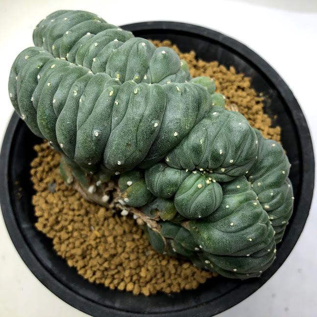 サボテン：ロフォフォラ 烏羽玉綴化（うばたまてっか）自根*幅