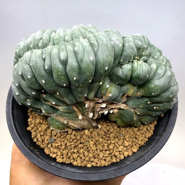 【大群生】ロフォフォラ烏羽玉 国内実生 塊根植物 サボテン コーデックス 大群生】ロフォフォラ烏羽玉 国内実生 塊根植物 サボテン コーデックス