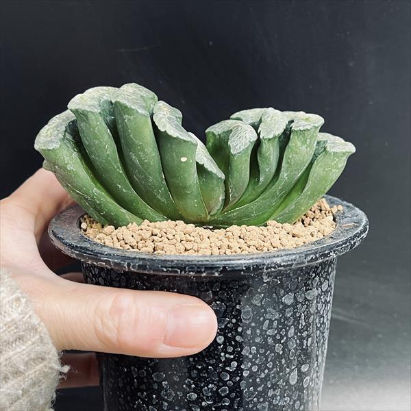 ☆特価☆多肉植物：ハオルチア 玉扇*幅11cm 現品！一品限り : 遊恵