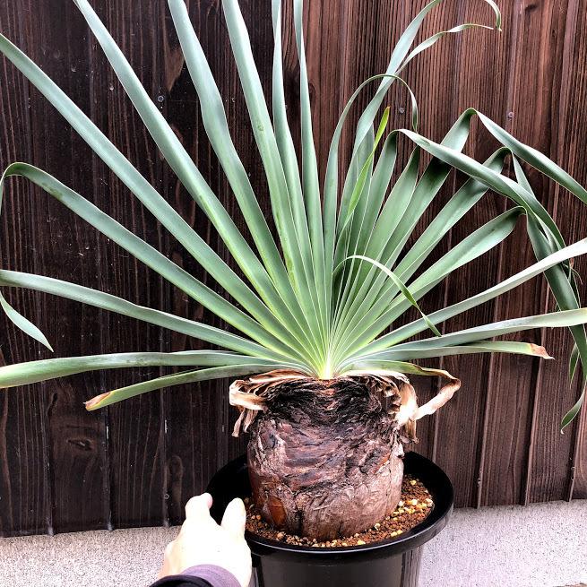 【現品】 ブーファン・デスティチャ（ブーファン・デスティカ）　6号　GT番 現品】 ブーファン・デスティチャ（ブーファン・デスティカ） 6