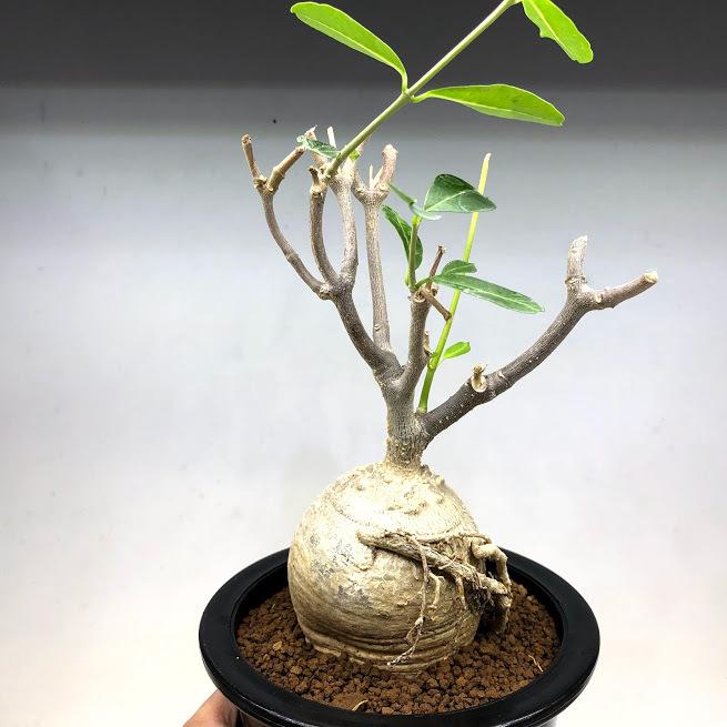 コーデックス：フォッケア エデュリス 火星人*塊根幅6.5cm 現品 一品