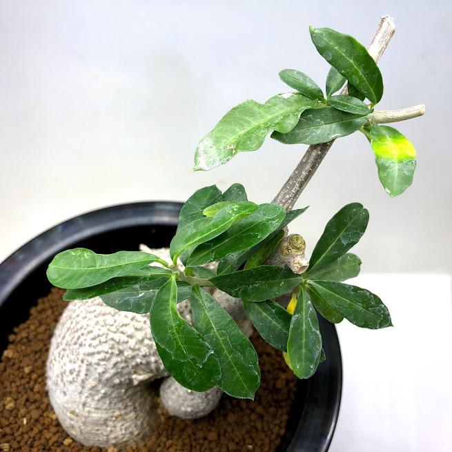 コーデックス：フォッケア エデュリス 火星人*塊根幅9cm 現品 一品