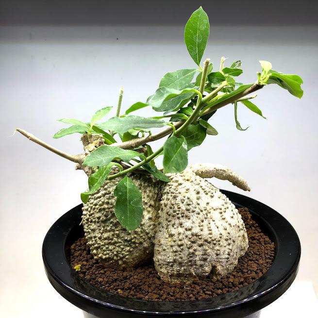 コーデックス：フォッケア エデュリス 火星人*塊根幅12.5cm