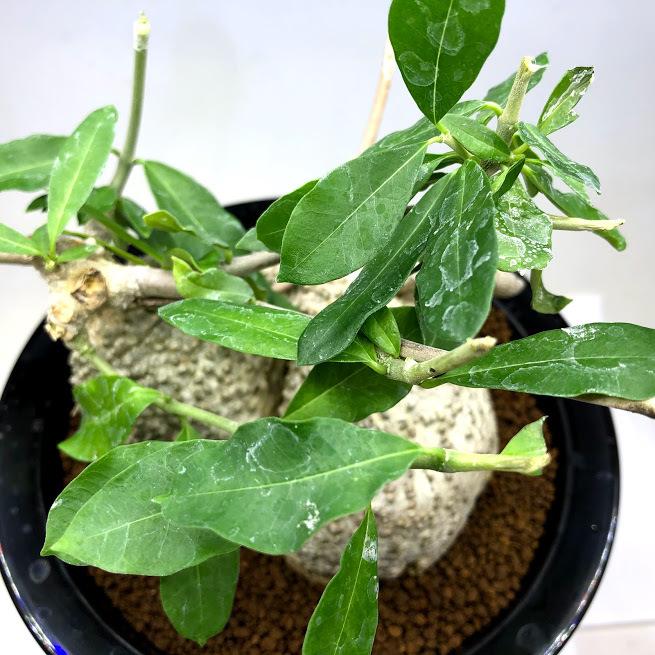 コーデックス：フォッケア エデュリス 火星人*塊根幅12.5cm 現品