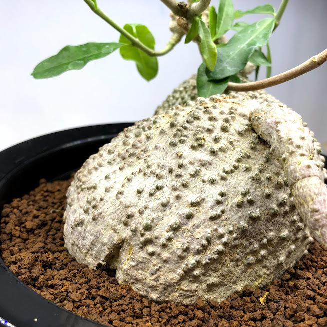 コーデックス：フォッケア エデュリス 火星人*塊根幅12.5cm 現品