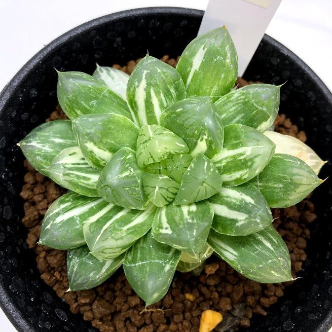 多肉植物：ハオルチア マリン*幅7cm 現品！一品限り : 遊恵盆栽
