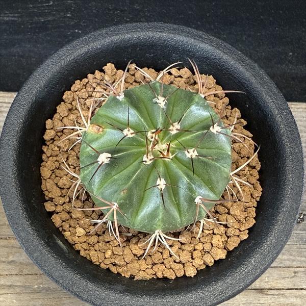 メロカクタス マキソニー サボテン Melocactus 刺無 叢雲　コピアポア メロカクタス マキソニー サボテン Melocactus 刺無 叢雲 コピアポア