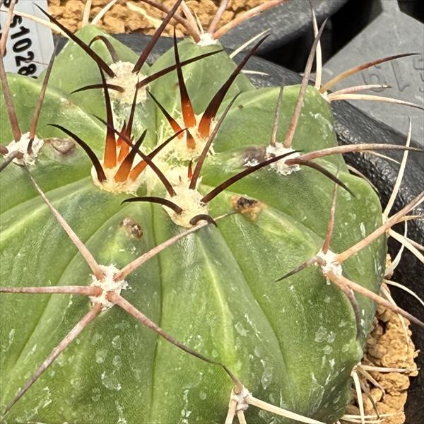 サボテン：メロカクタス 飛雲 実生*幅4.5cm ※傷がある場合があります