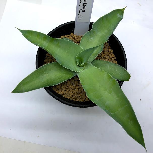 多肉植物：アガベ ビルモリニアナ*幅16cm : 遊恵盆栽 Yahoo!店