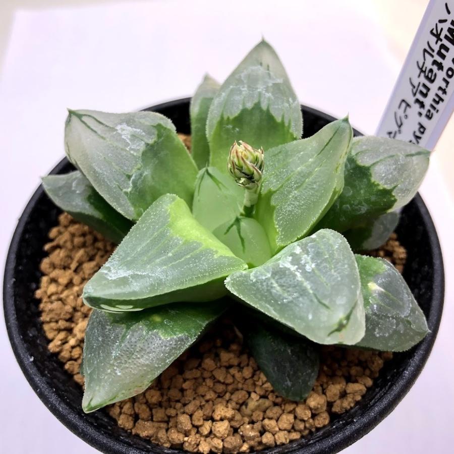 多肉植物:ハオルチア ピグマエア ミュータント*幅8cm 現品 多肉植物:ハオルチア ピグマエア ミュータント*幅8cm 現品