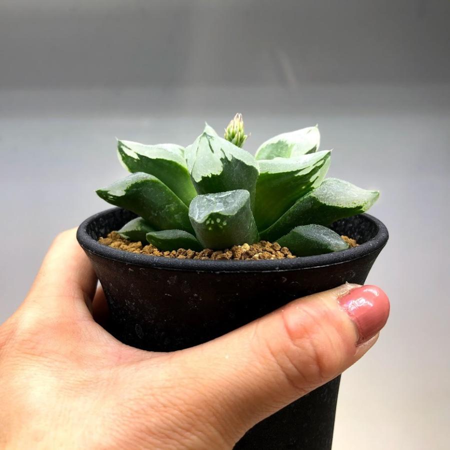 多肉植物：ハオルチア ピグマエア ミュータント*幅8cm 現品