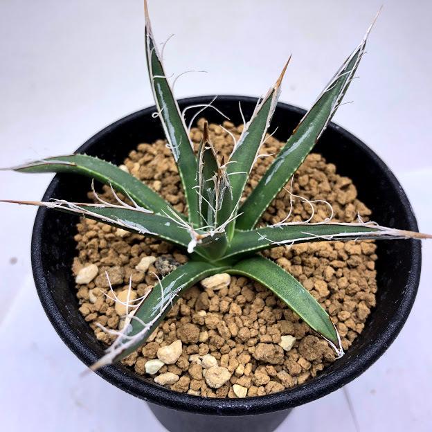 多肉植物：アガベ 滝の白糸*幅8cm : 遊恵盆栽 Yahoo!店 - 通販 