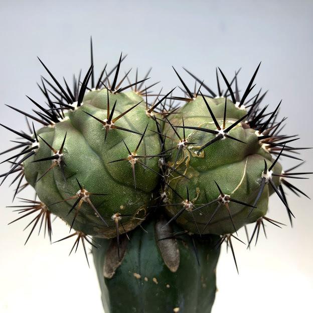 強黒棘　サボテン　ラベル紛失　2本 コピアポア 黒王丸Copiapoa cinerea サボテン 検）デュラ 銅羅丸