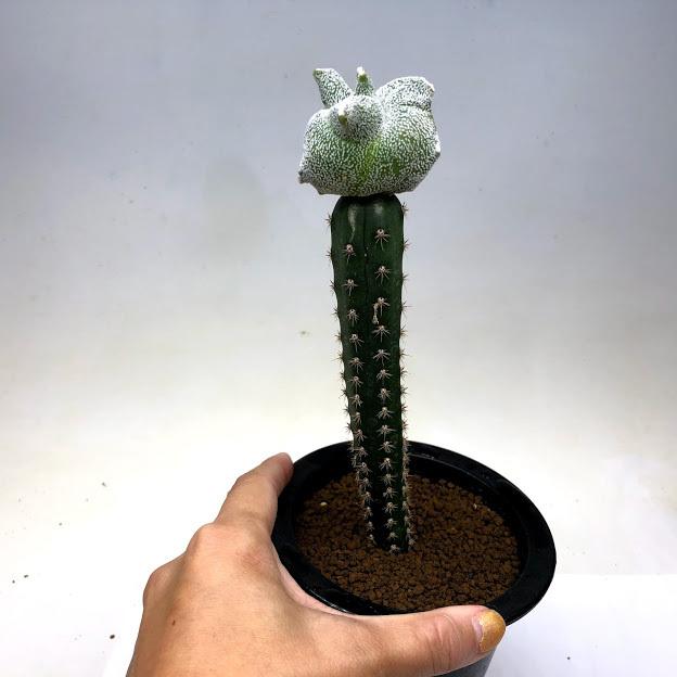 サボテン:アストロフィツム 白鸞鳳玉モンスト ツギ*幅5cm サボテン:アストロフィツム 白鸞鳳玉モンスト ツギ*幅5cm
