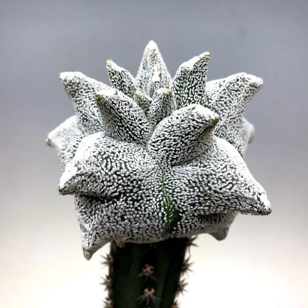 サボテン：アストロフィツム 白鸞鳳玉モンスト ツギ*幅7cm 現品