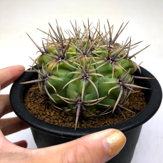 サボテン：ギムノカリキウム 狂刺黒刺アチラセンセ*幅7.5cm 現品！一品