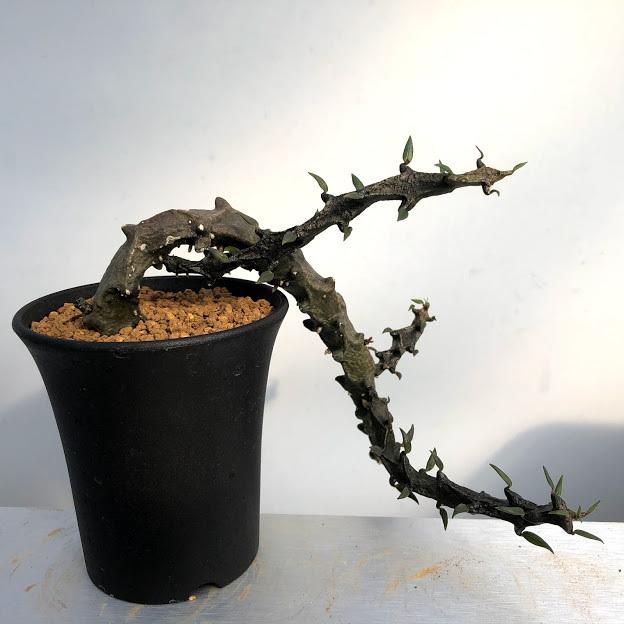 多肉植物：セロペギア ボッセリ*幅15cm 現品！一品限り : 遊恵盆栽