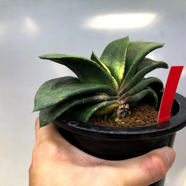 ガステリア大型臥牛錦群生(親株は青ですが、子株に斑入りが2つ出現し