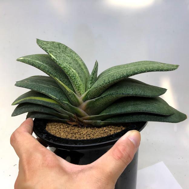ガステリア 恐竜錦 ピランシー 親株 多肉植物：ガステリア ピランシー