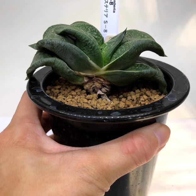 多肉植物：ガステリア s-8*幅10cm 現品！一品限り : 遊恵盆栽