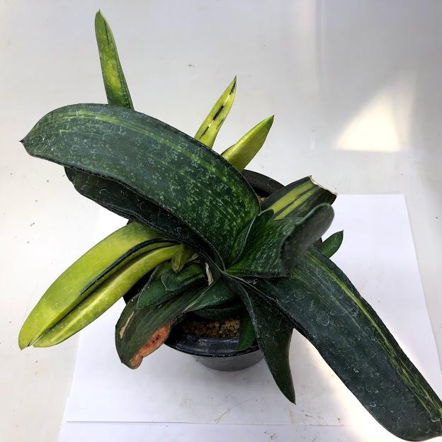 多肉植物：ガステリア ピランシー錦*幅22cm 現品！一品限り : 遊恵