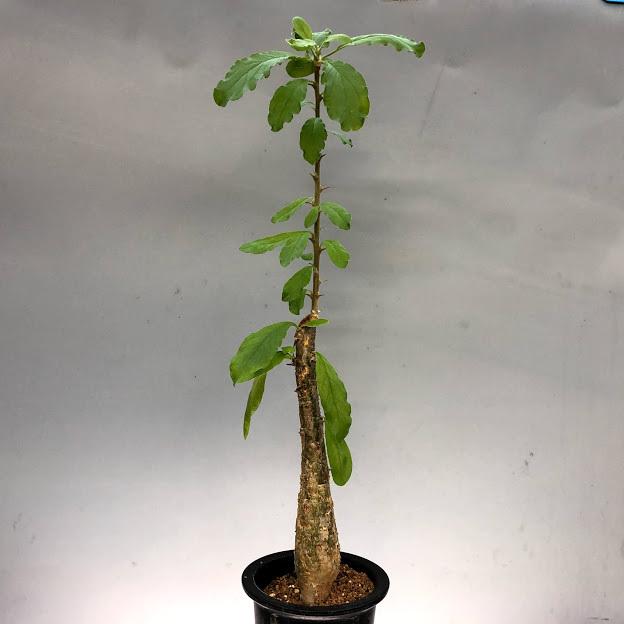 コーデックス：セサモタムナス ブッセアヌス*幹幅4cm 現品！一品限り